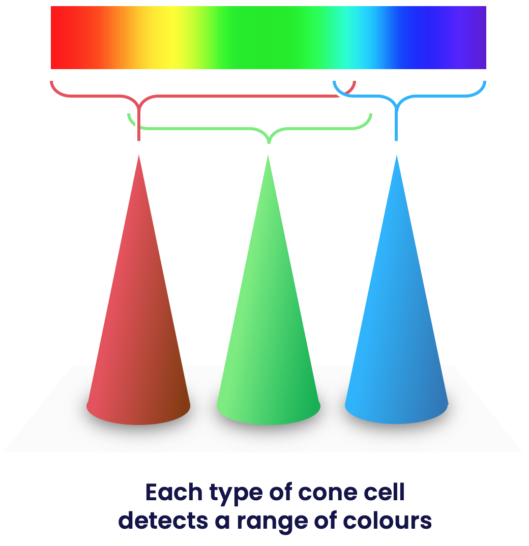 spectrum and cones
